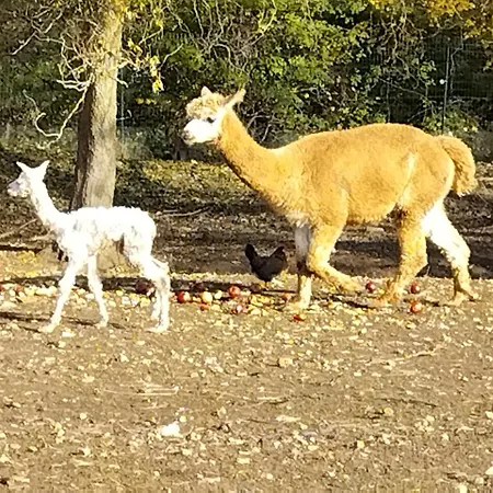 בית נופש Nid Du Merle Avec Sauna Et Jacuzzi Privatif Septfonds