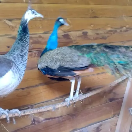 Nid Du Merle Avec Sauna Et Jacuzzi Privatif Septfonds