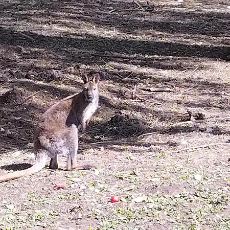 Nid Du Merle Avec Sauna Et Jacuzzi Privatif * Septfonds