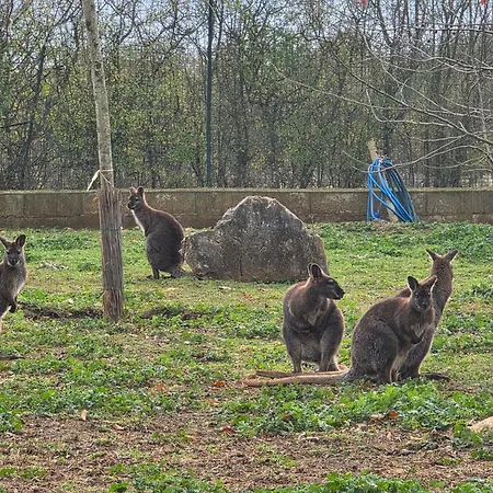Nid Du Merle Avec Sauna Et Jacuzzi Privatif *