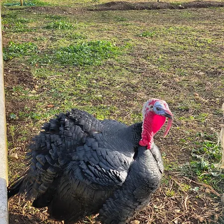 Nid Du Merle Avec Sauna Et Jacuzzi Privatif *