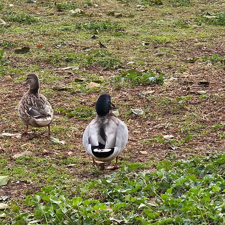 בית נופש Nid Du Merle Avec Sauna Et Jacuzzi Privatif