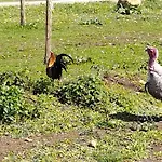 Дом отдыха Nid Du Merle Avec Sauna Et Jacuzzi Privatif Septfonds