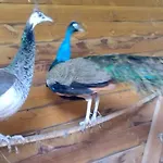 Nid Du Merle Avec Sauna Et Jacuzzi Privatif Septfonds