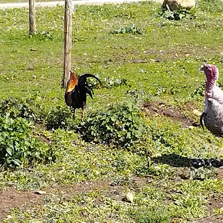 Tatil Evi Nid Du Merle Avec Sauna Et Jacuzzi Privatif Septfonds