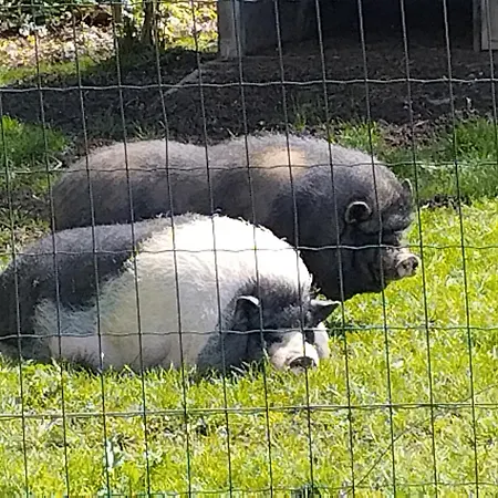 Nid Du Merle Avec Sauna Et Jacuzzi Privatif *