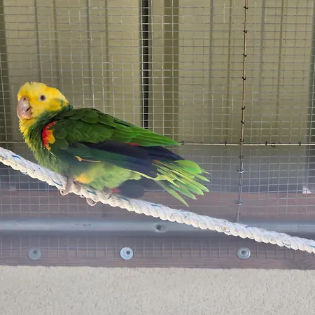 Tatil Evi Nid Du Merle Avec Sauna Et Jacuzzi Privatif *