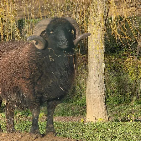 Tatil Evi Nid Du Merle Avec Sauna Et Jacuzzi Privatif Septfonds