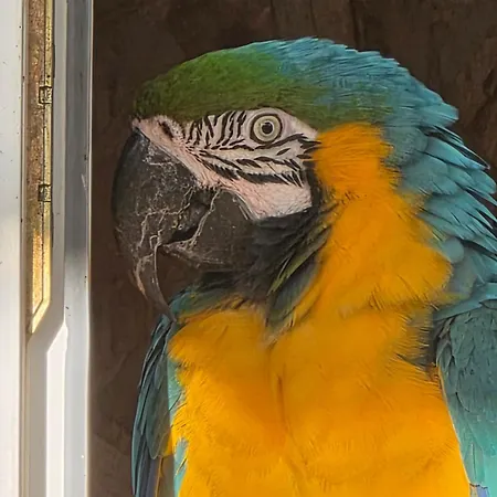 Nid Du Merle Avec Sauna Et Jacuzzi Privatif * Septfonds