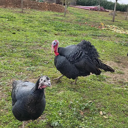 Tatil Evi Nid Du Merle Avec Sauna Et Jacuzzi Privatif Septfonds