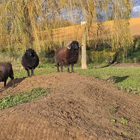 Tatil Evi Nid Du Merle Avec Sauna Et Jacuzzi Privatif *